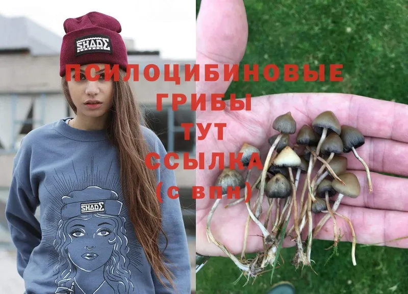 Галлюциногенные грибы Psilocybine cubensis  сколько стоит  omg рабочий сайт  Новая Ляля 